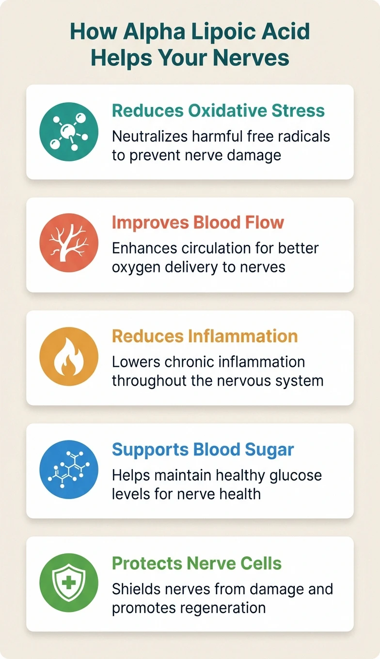 Infographic showing 5 ways alpha lipoic acid helps nerve health: reduces oxidative stress, improves blood flow, reduces inflammation, supports blood sugar, protects nerve cells