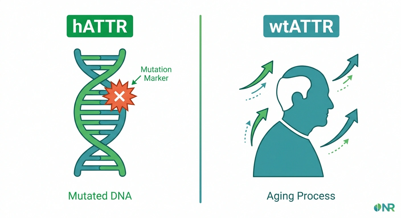 Diagram comparing hereditary ATTR and wild-type ATTR amyloidosis differences