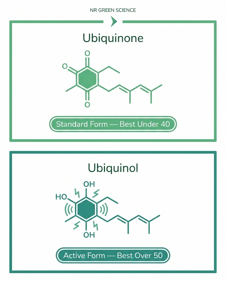 Infographic comparing ubiquinone and ubiquinol forms of CoQ10 for neuropathy supplementation