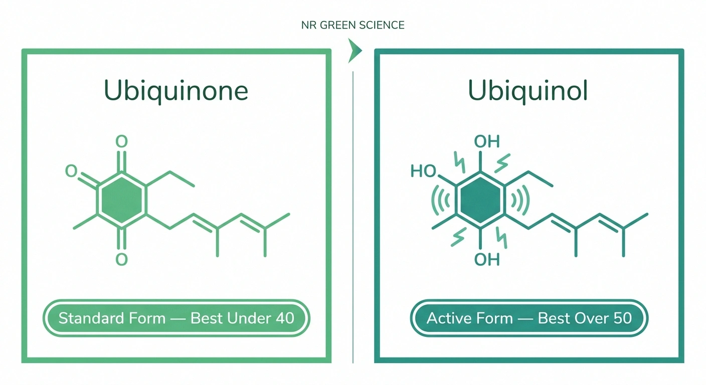 Infographic comparing ubiquinone and ubiquinol forms of CoQ10 for neuropathy supplementation