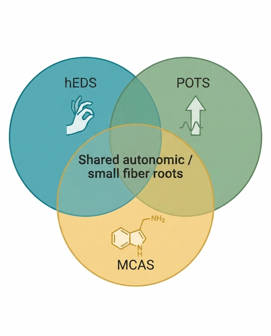 Venn diagram showing the overlap of hypermobile EDS, POTS, and MCAS — the trifecta that shares autonomic and small fiber roots.