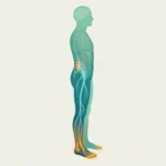 Medical illustration of the longest peripheral nerves descending from the lumbar spine to the toes — the anatomy behind length-dependent neuropathy.
