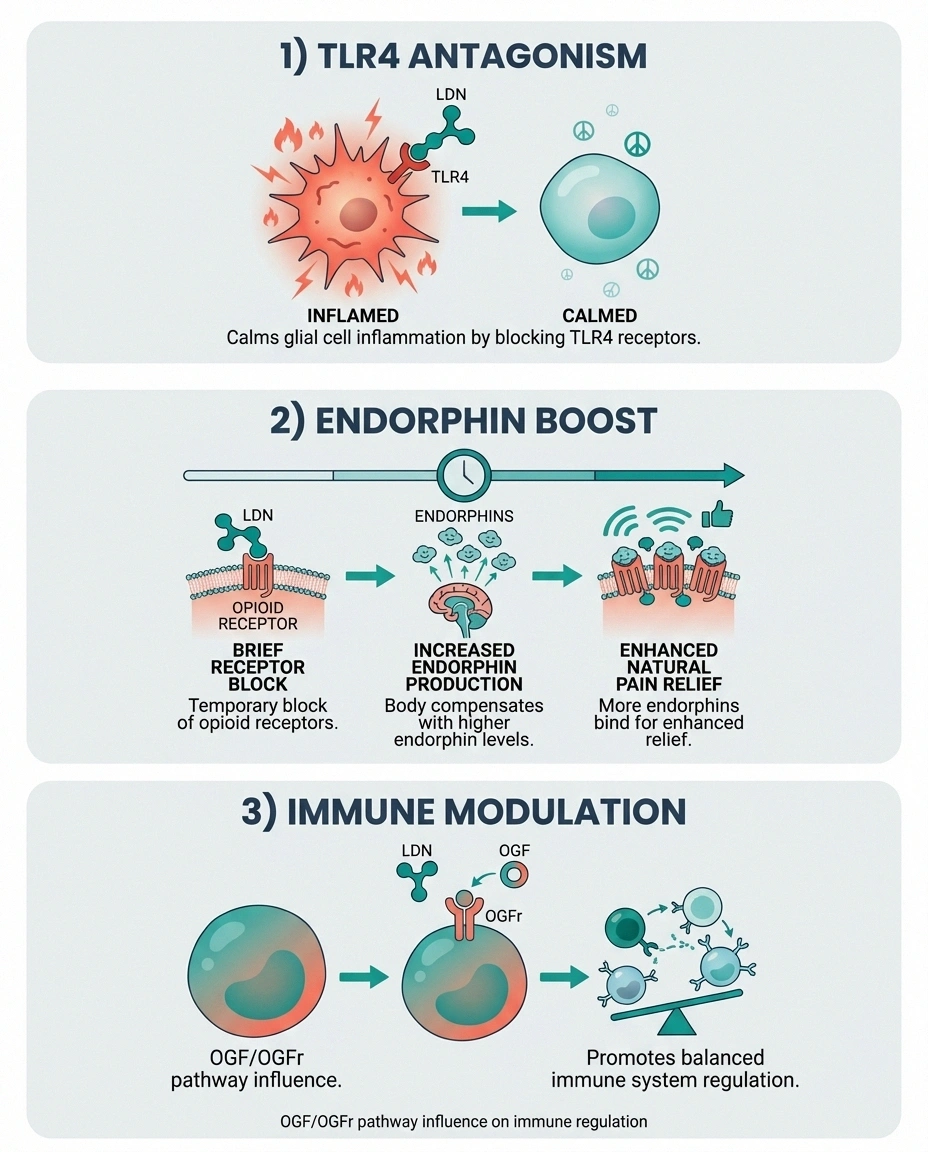 Infographic showing three mechanisms of low-dose naltrexone for neuropathic pain relief