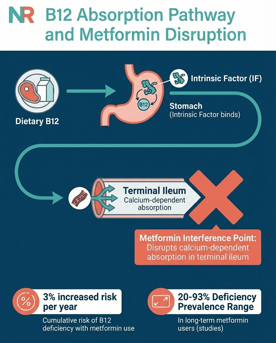 Diagram showing how metformin interferes with vitamin B12 absorption in the digestive system