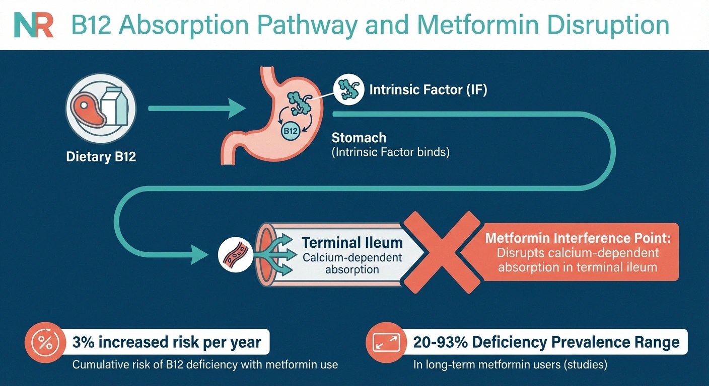 Diagram showing how metformin interferes with vitamin B12 absorption in the digestive system