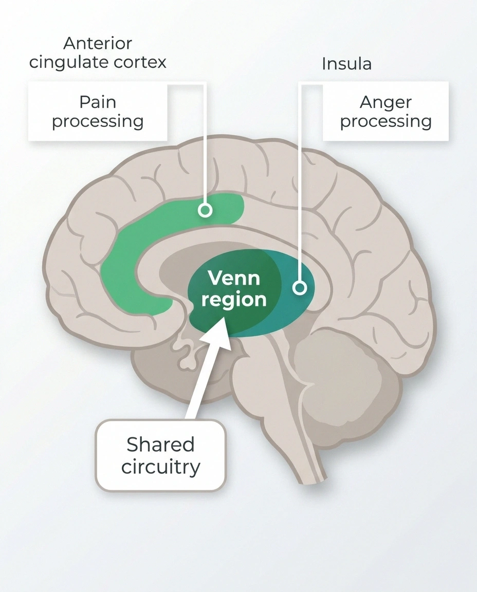 Infographic showing how the brain regions that process pain (anterior cingulate cortex and insula) overlap with those that process anger