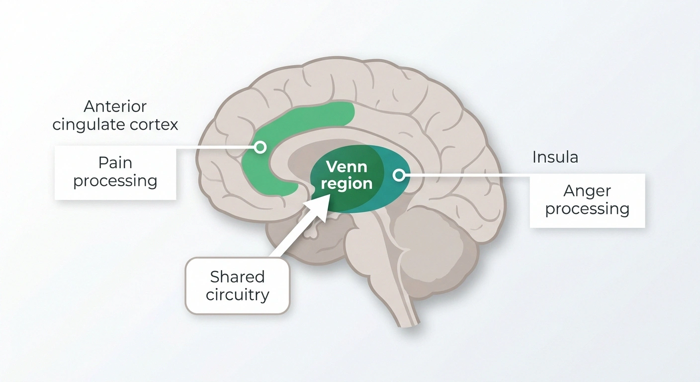 Infographic showing how the brain regions that process pain (anterior cingulate cortex and insula) overlap with those that process anger