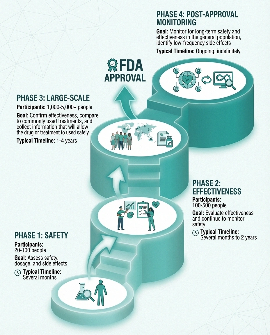 Infographic showing the four phases of clinical trials from safety testing to post-approval monitoring