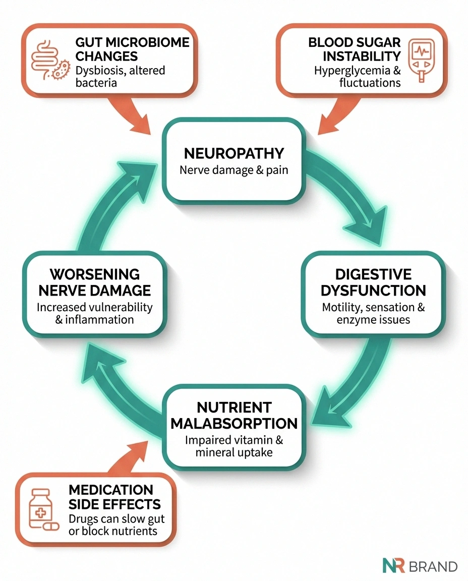 Circular diagram showing the vicious cycle between neuropathy and digestive problems including nutrient malabsorption and worsening nerve damage