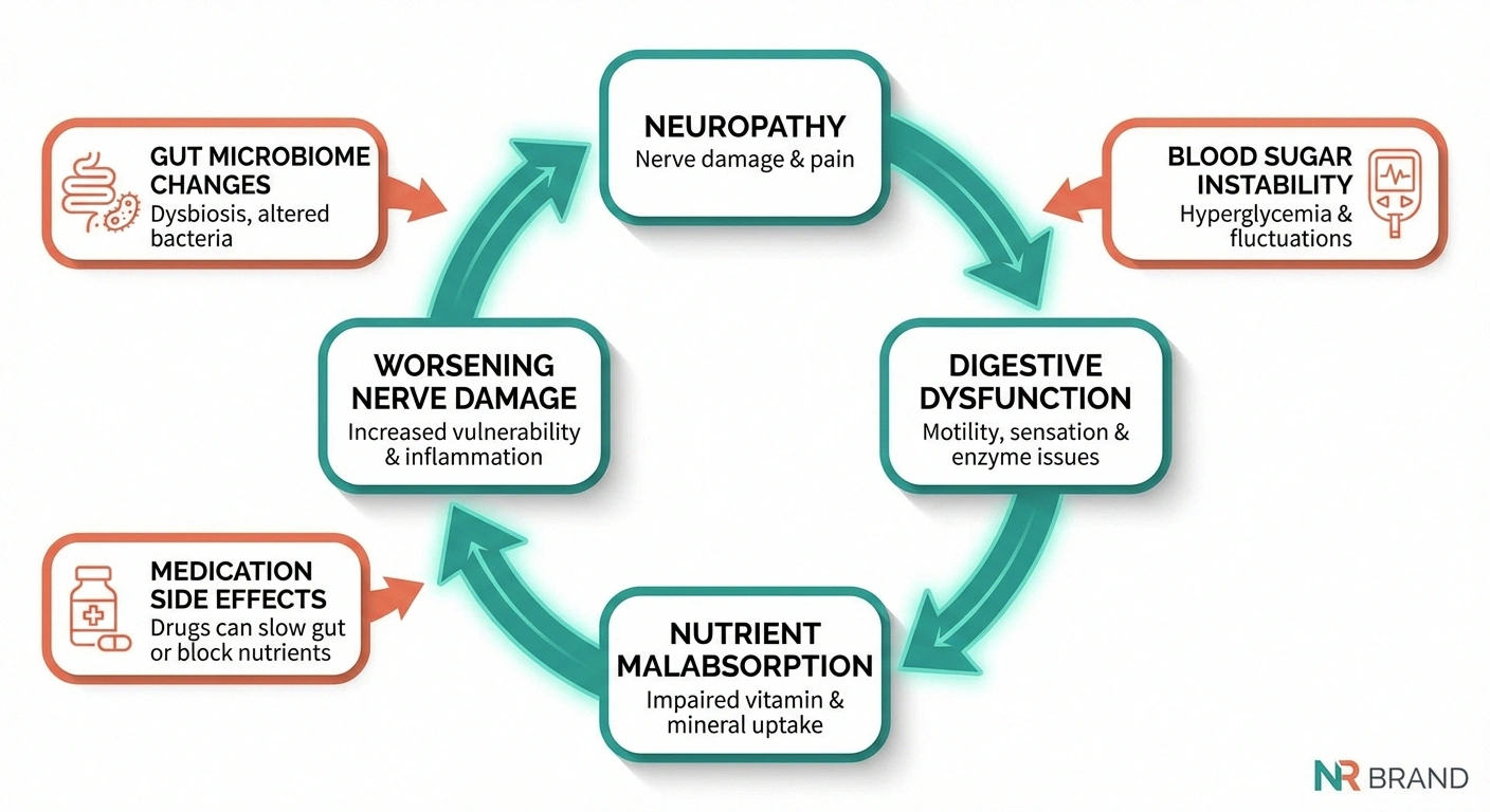 Circular diagram showing the vicious cycle between neuropathy and digestive problems including nutrient malabsorption and worsening nerve damage