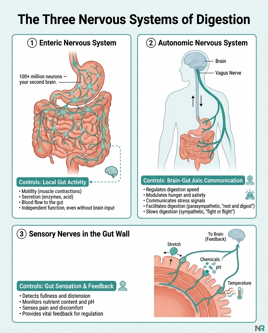 Infographic showing the three nervous systems that control digestion including the enteric nervous system autonomic nervous system and gut sensory nerves