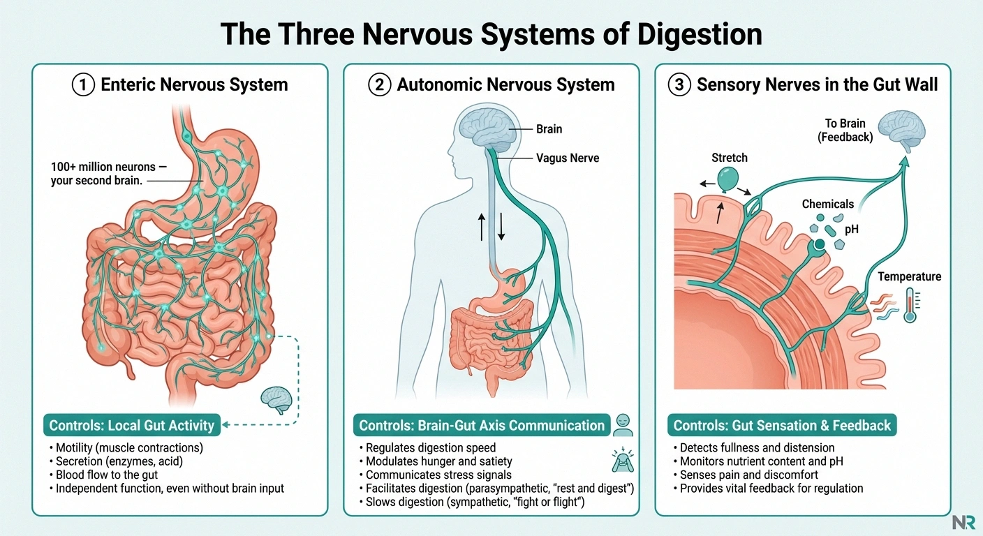 Infographic showing the three nervous systems that control digestion including the enteric nervous system autonomic nervous system and gut sensory nerves