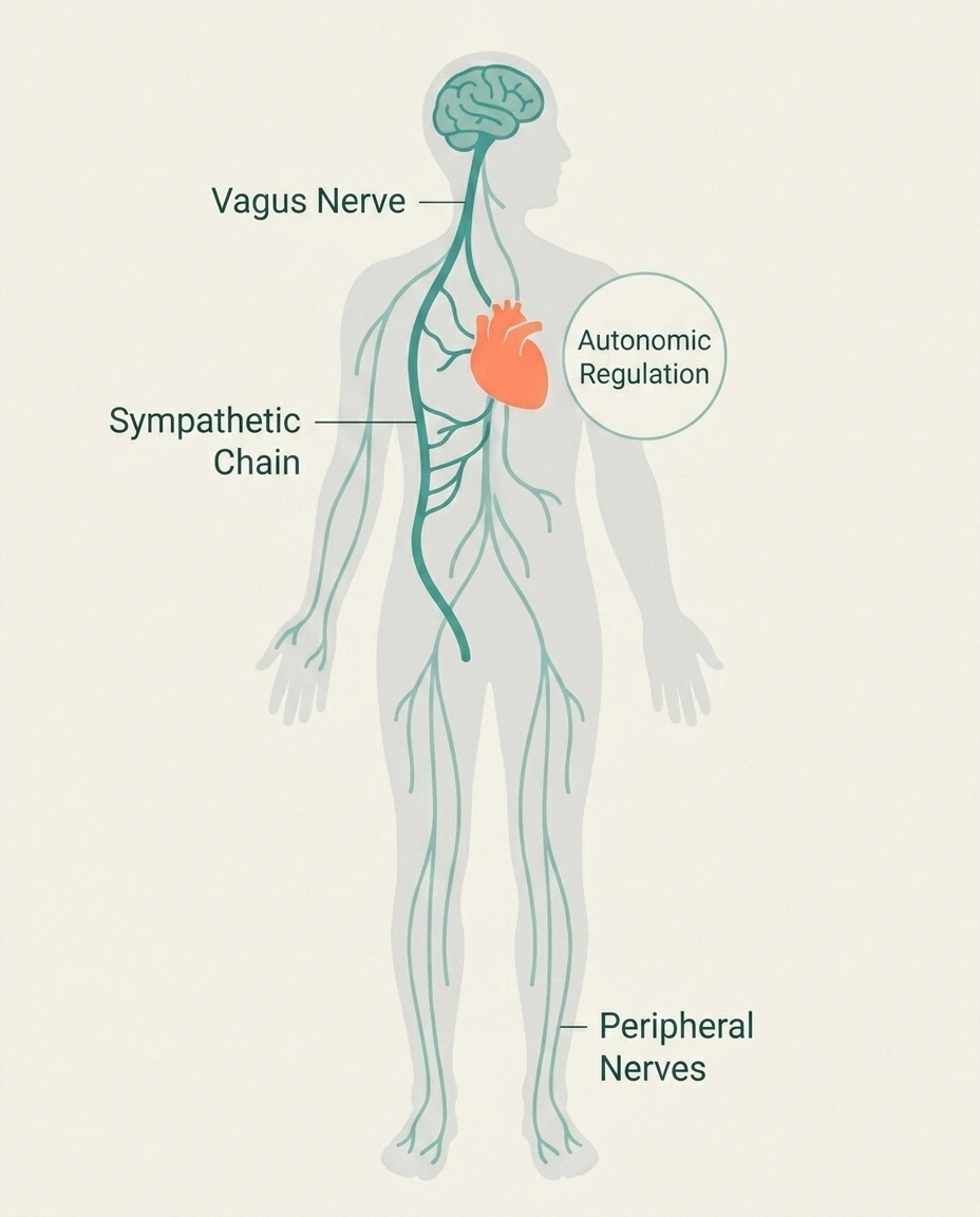 Diagram showing the autonomic nervous system connecting brain, heart, and feet — the same nerve network