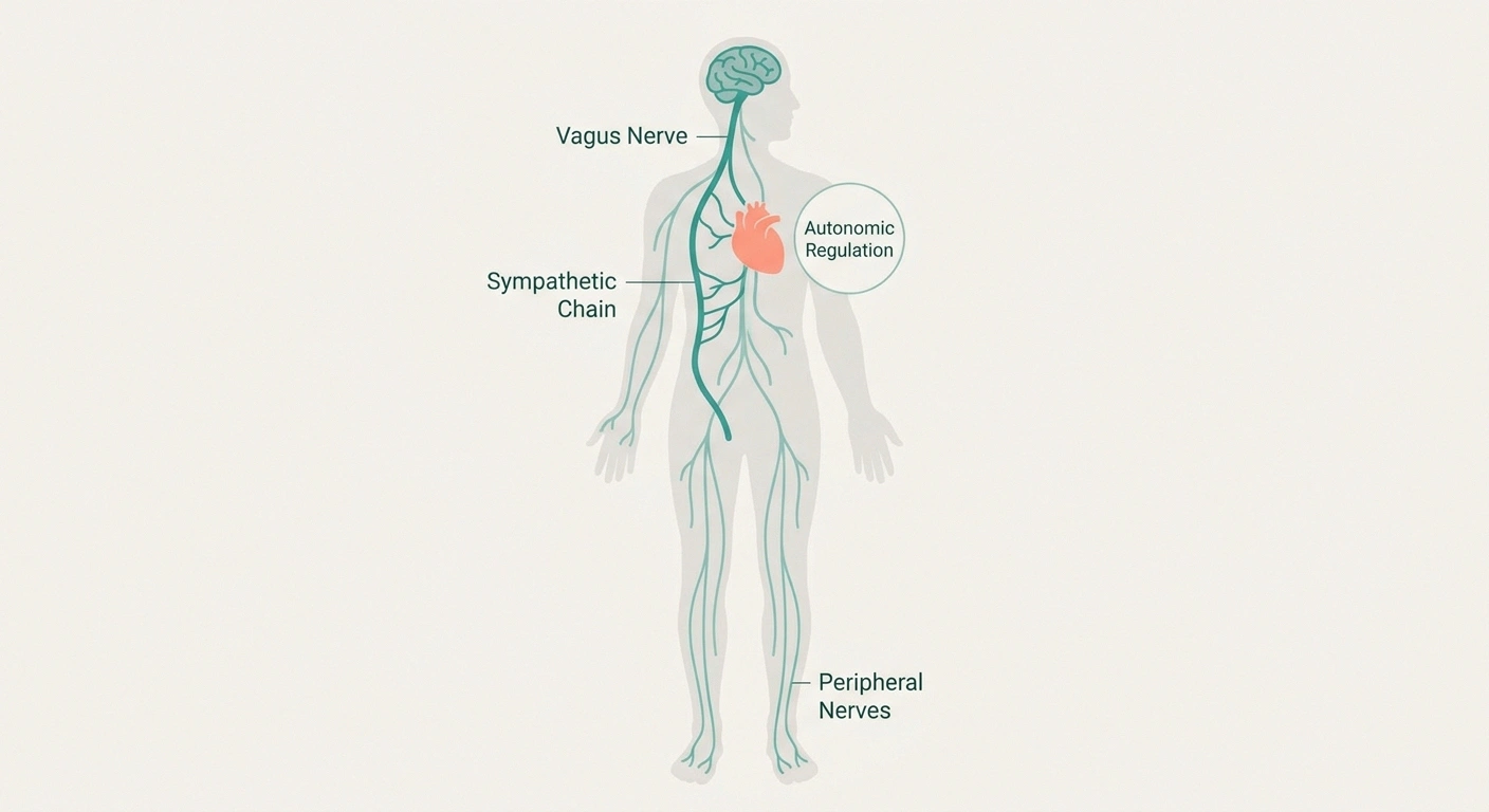 Diagram showing the autonomic nervous system connecting brain, heart, and feet — the same nerve network