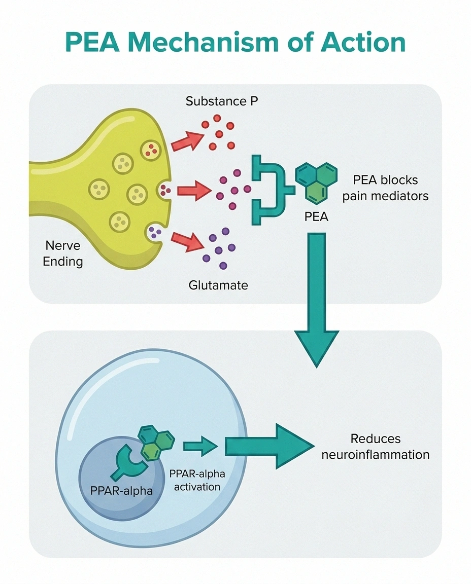 Diagram showing how PEA palmitoylethanolamide reduces neuropathic pain via PPAR-alpha mechanism