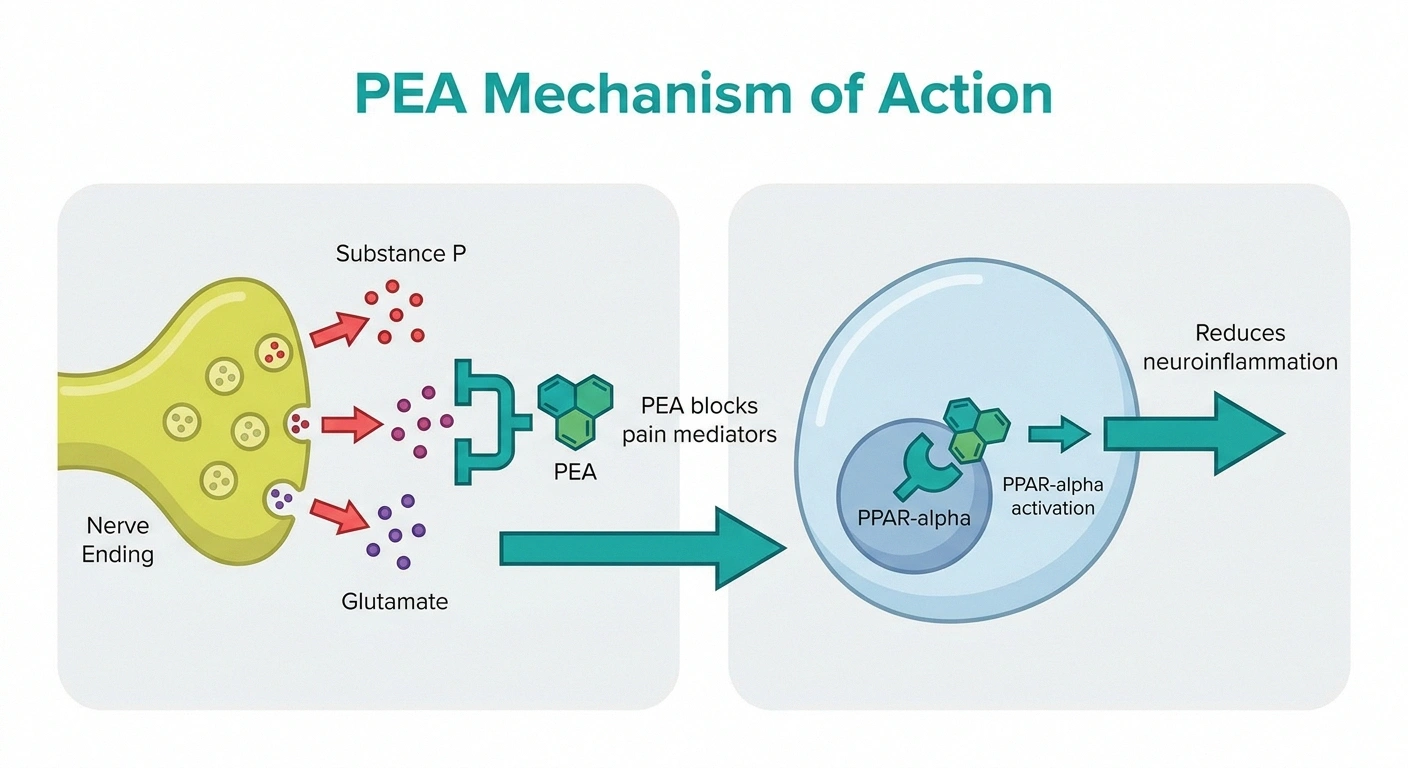 Diagram showing how PEA palmitoylethanolamide reduces neuropathic pain via PPAR-alpha mechanism