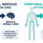 Illustration comparing peripheral nerves with the brain and spinal cord in central nervous system disorders