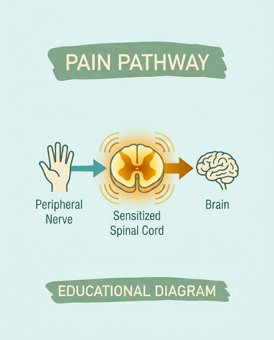 Diagram showing peripheral nerve to spinal cord to brain pathway illustrating central sensitization in neuropathy