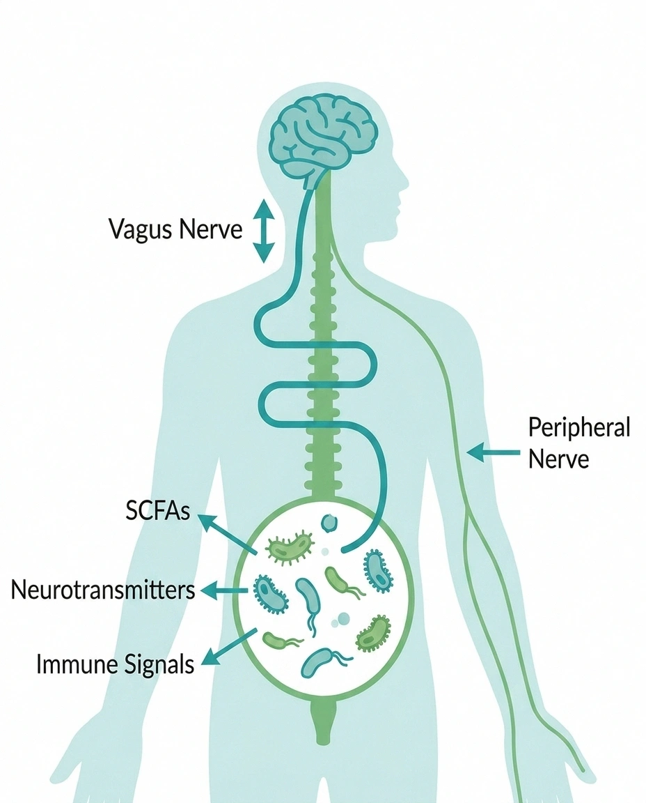Diagram of the gut-nerve axis showing vagus nerve, short-chain fatty acids, and immune signals connecting gut bacteria to peripheral nerves