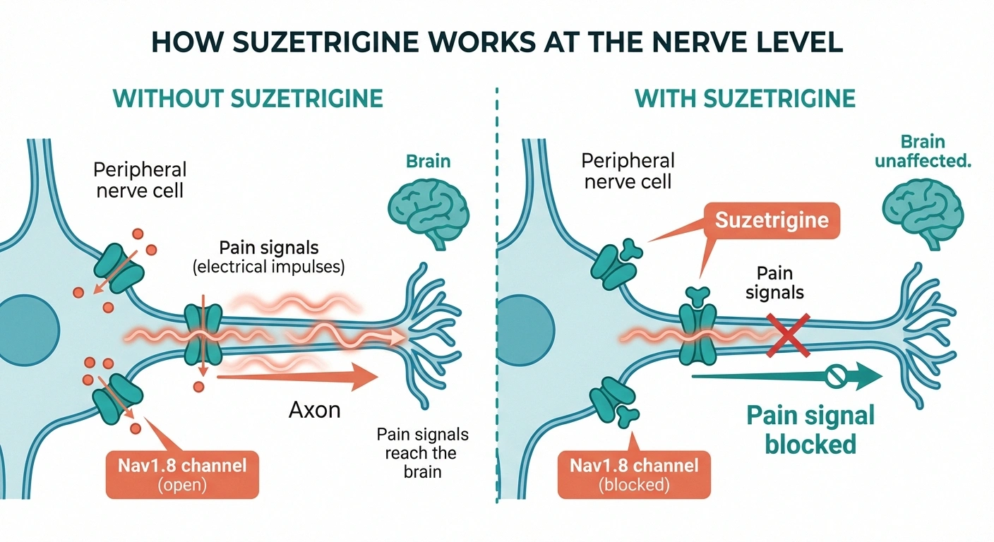 Diagram showing how suzetrigine blocks Nav1.8 sodium channels in peripheral nerves to stop pain signals before they reach the brain