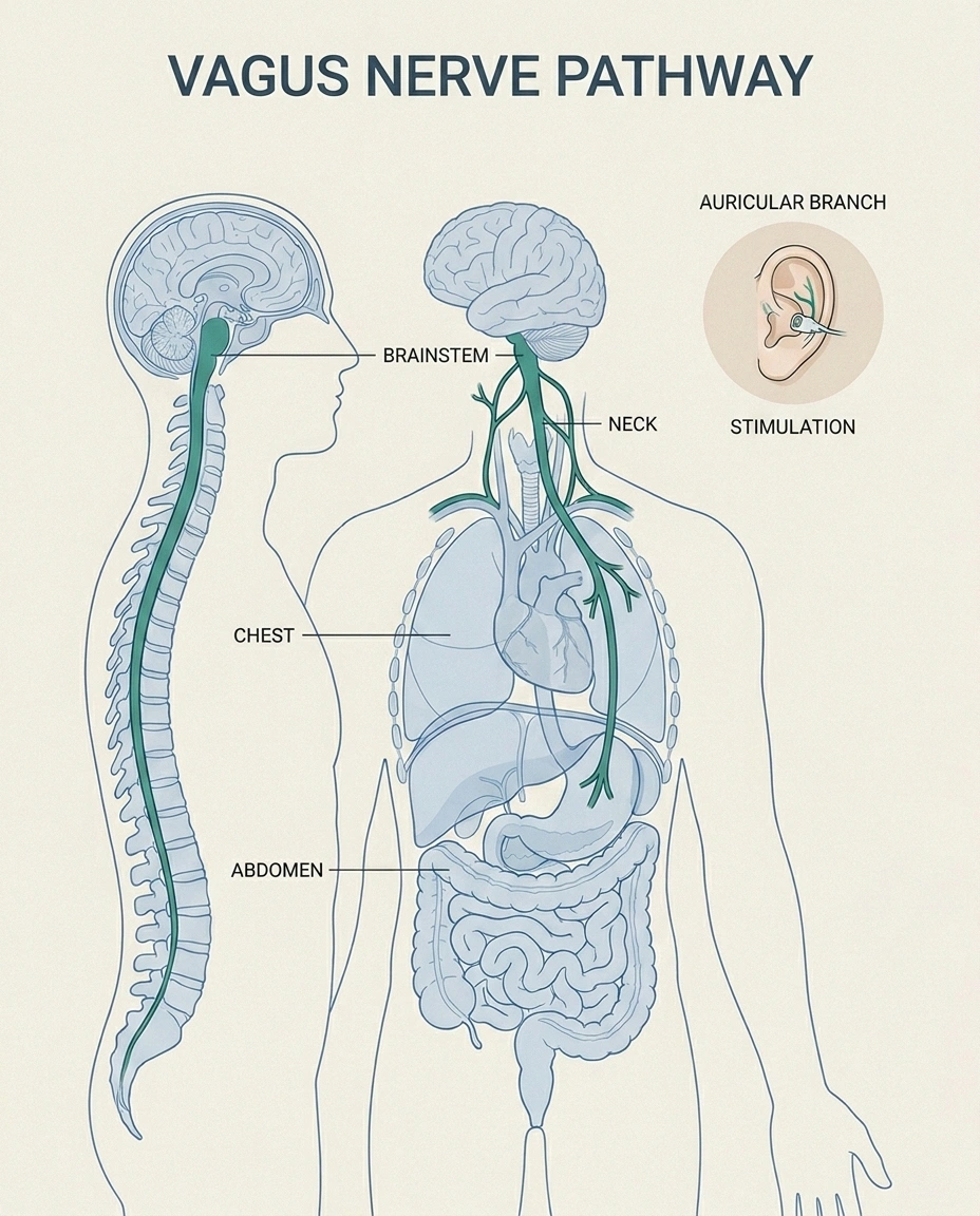 Anatomical illustration showing the vagus nerve pathway and where the auricular branch is stimulated by taVNS devices