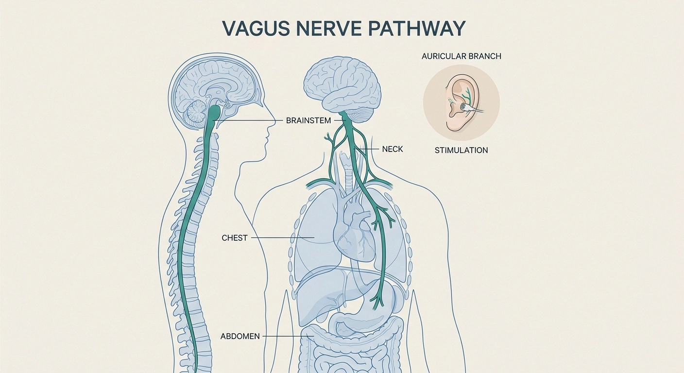 Anatomical illustration showing the vagus nerve pathway and where the auricular branch is stimulated by taVNS devices