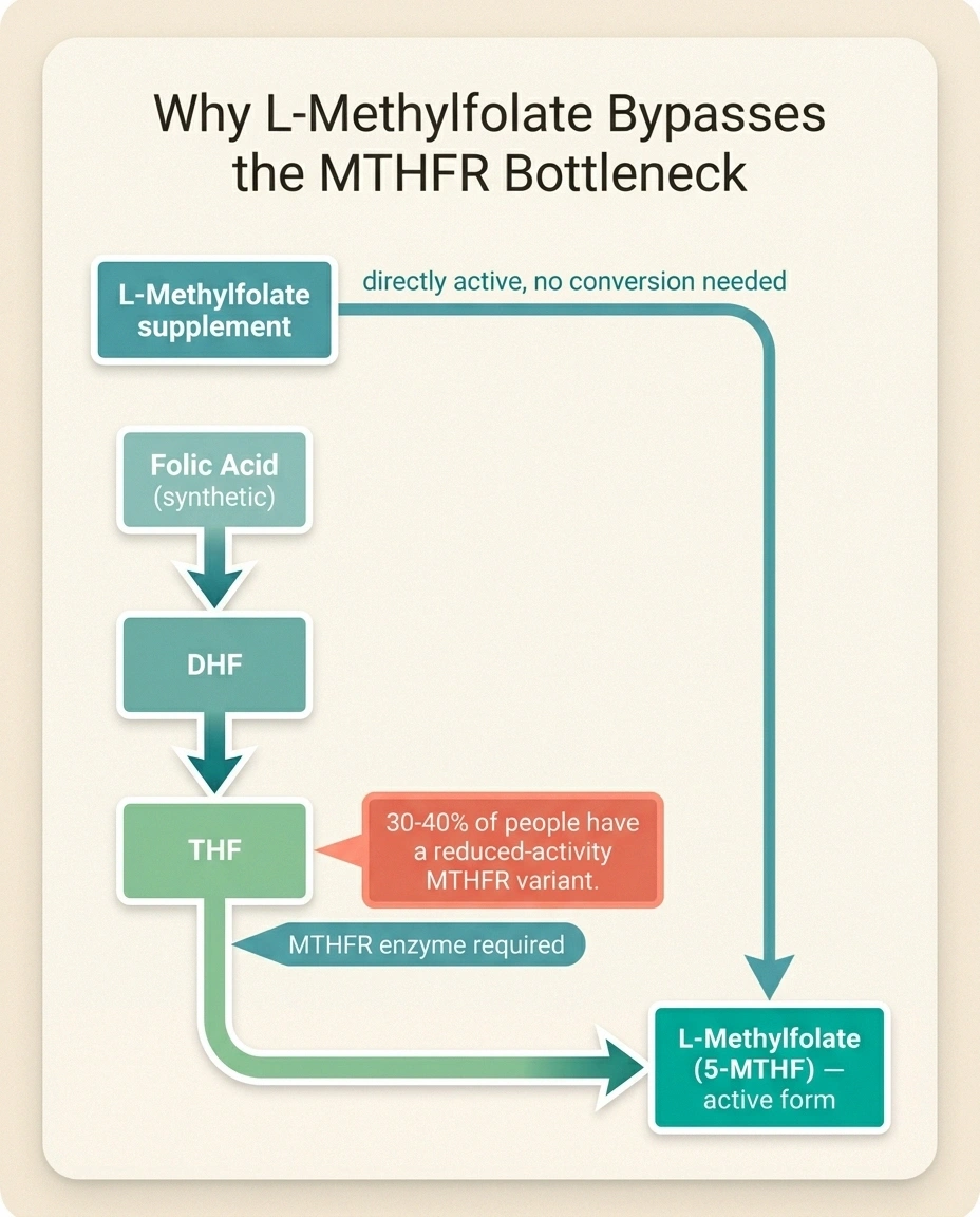 Infographic showing the folate metabolic pathway and how MTHFR variants reduce conversion of folic acid to active L-methylfolate