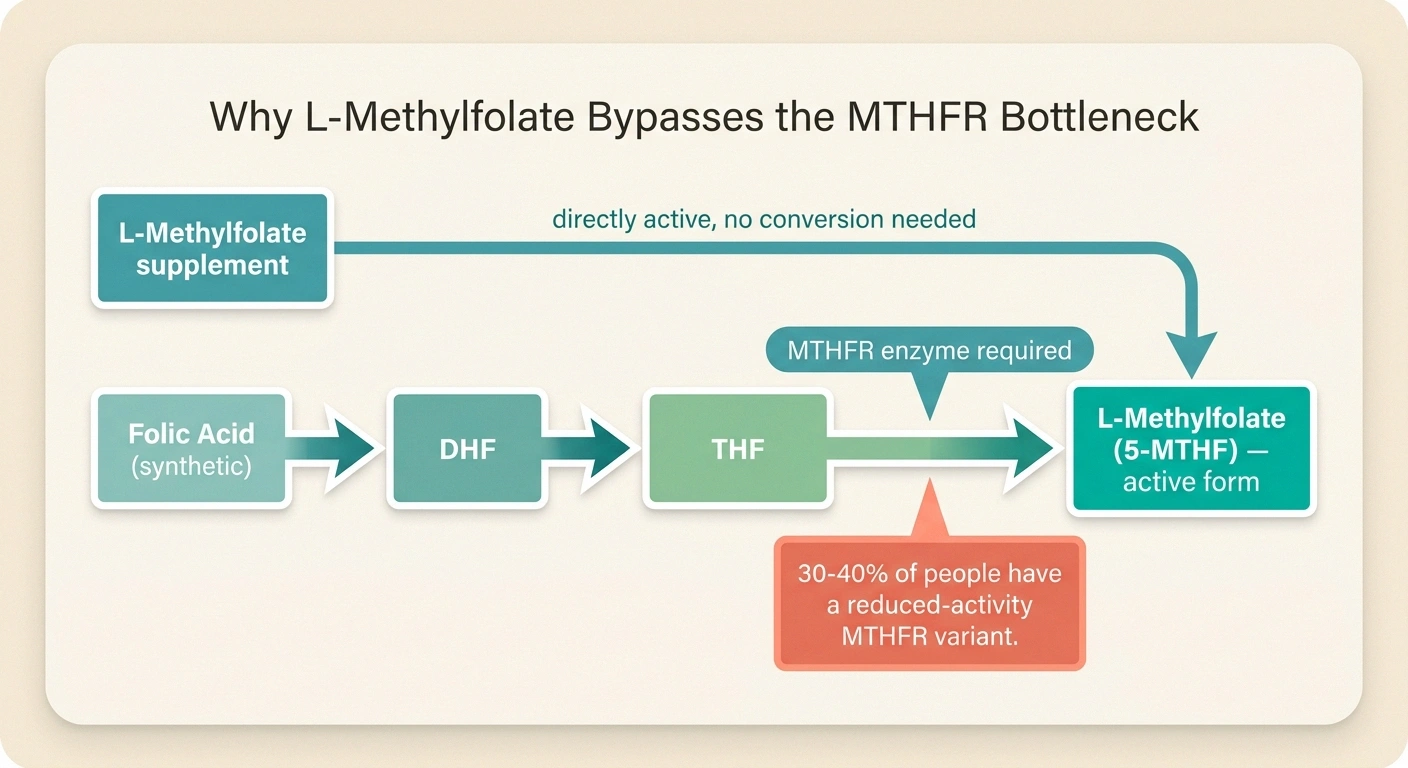 Infographic showing the folate metabolic pathway and how MTHFR variants reduce conversion of folic acid to active L-methylfolate