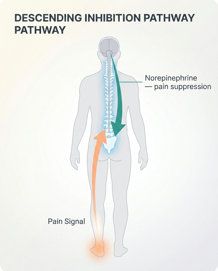 Diagram of descending pain inhibition — how nortriptyline boosts norepinephrine to suppress neuropathic pain signals