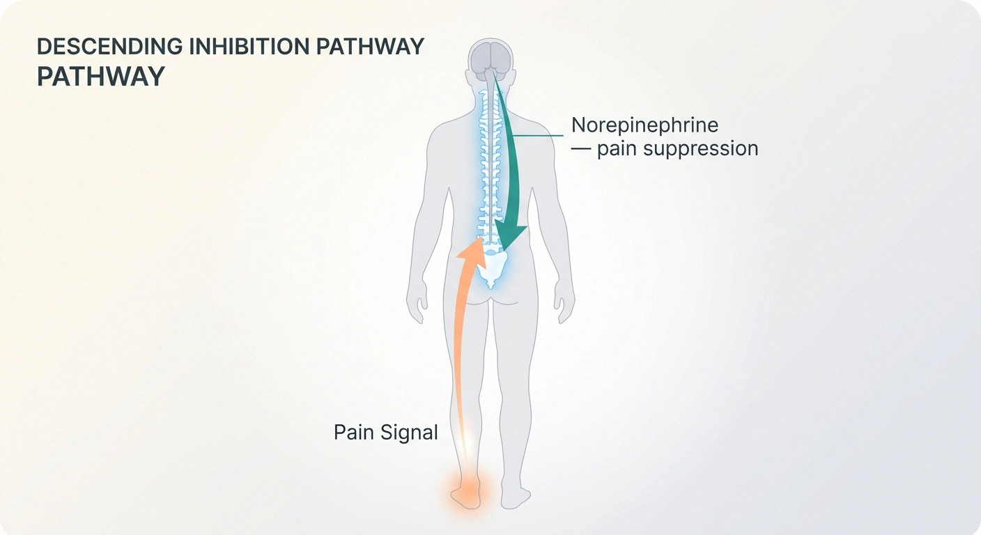 Diagram of descending pain inhibition — how nortriptyline boosts norepinephrine to suppress neuropathic pain signals