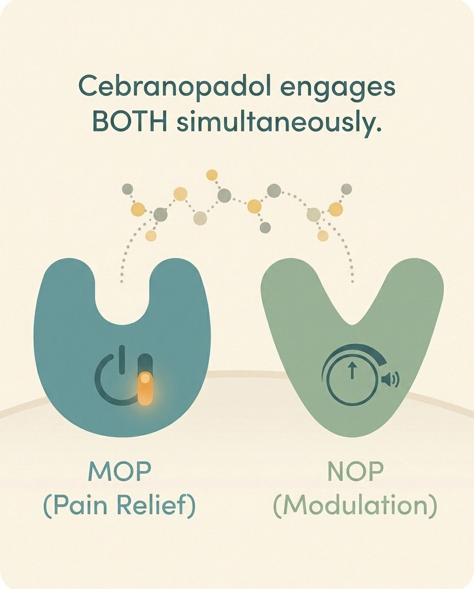 Diagram showing cebranopadol dual NOP and MOP opioid-receptor engagement mechanism.