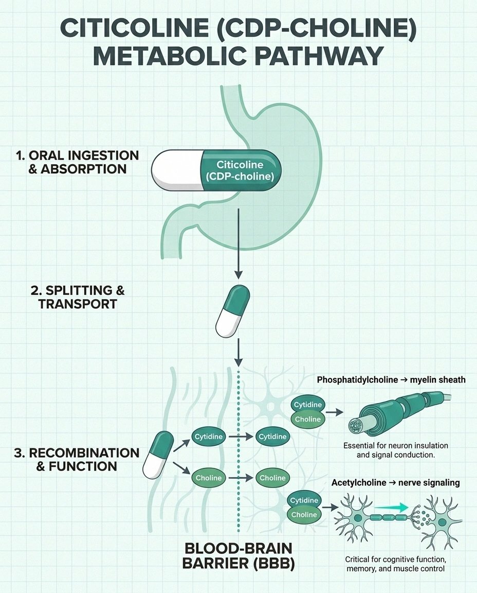 Infographic of how citicoline becomes phosphatidylcholine for myelin and acetylcholine for nerve signaling.