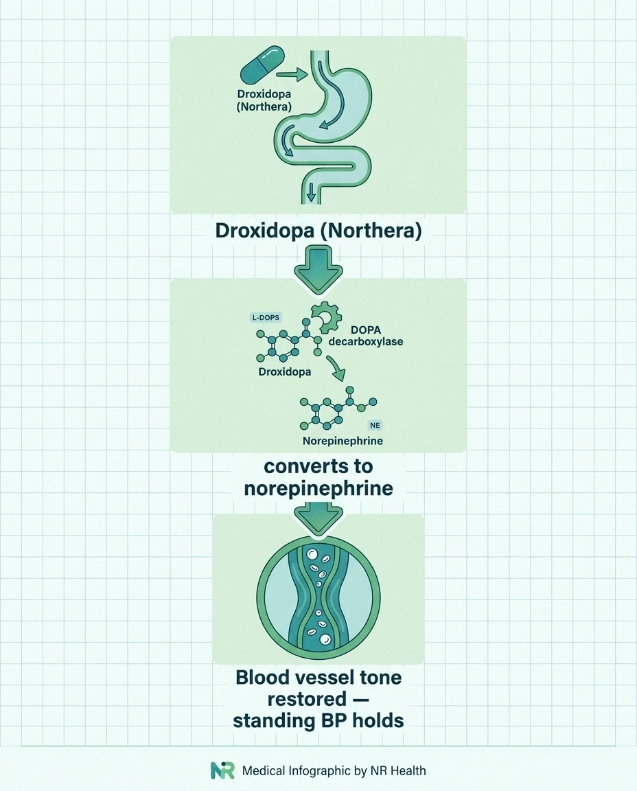 Three-panel infographic showing droxidopa converted to norepinephrine which restores blood vessel tone when standing.