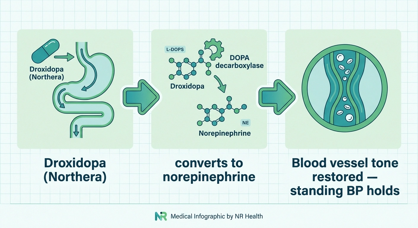 Three-panel infographic showing droxidopa converted to norepinephrine which restores blood vessel tone when standing.