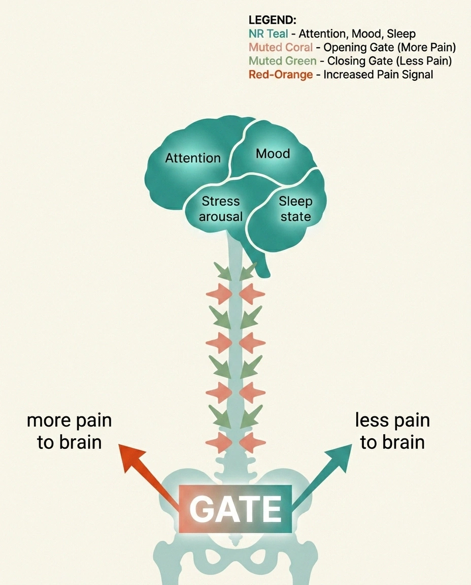 Infographic showing how attention, mood, stress, and sleep state in the brain send descending signals that open or close the spinal pain gate