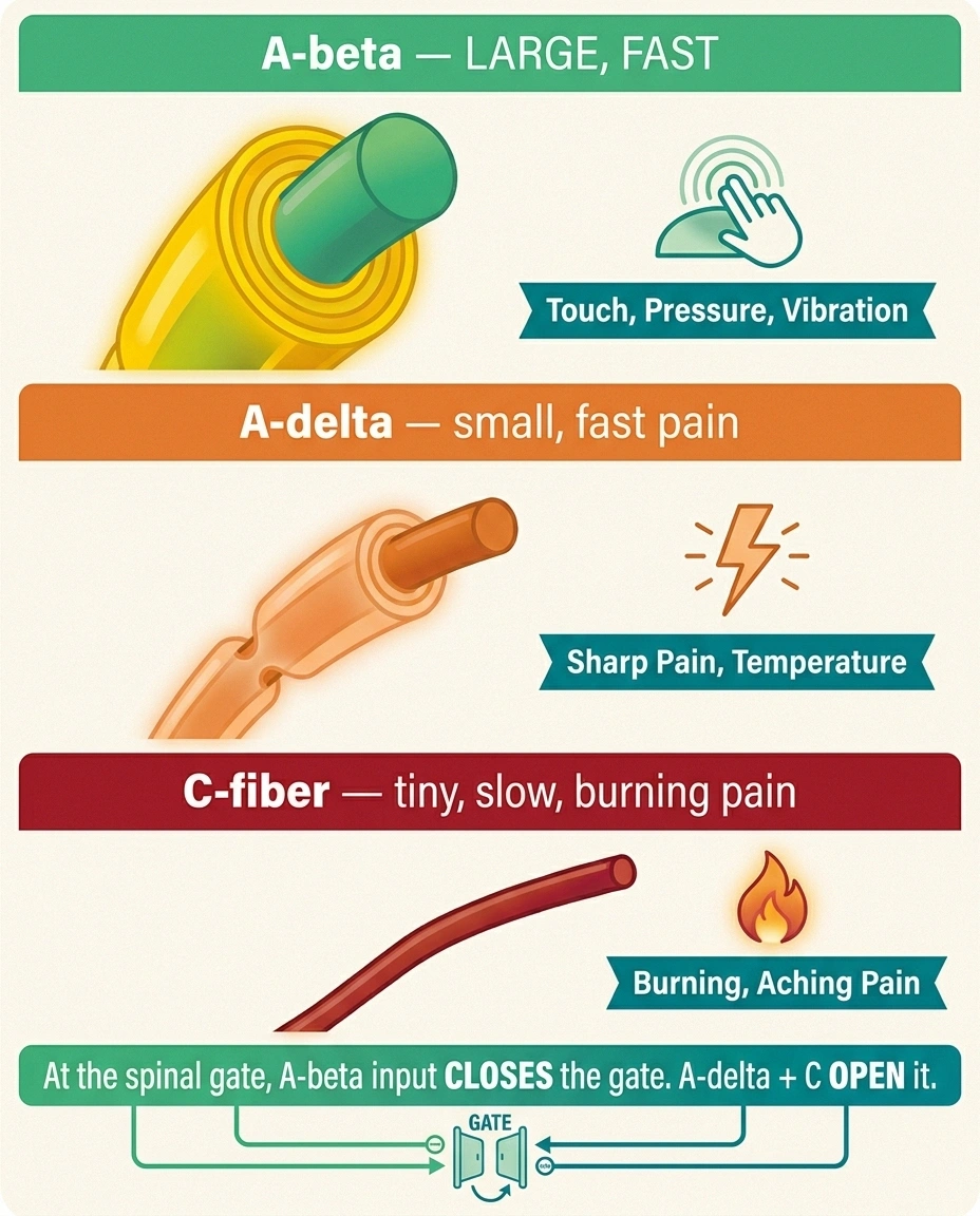 Infographic comparing A-beta touch fibers with A-delta and C pain fibers that drive the gate control mechanism in the spinal cord