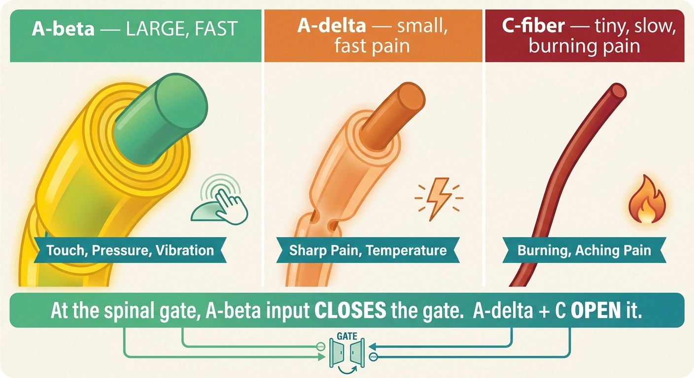 Infographic comparing A-beta touch fibers with A-delta and C pain fibers that drive the gate control mechanism in the spinal cord