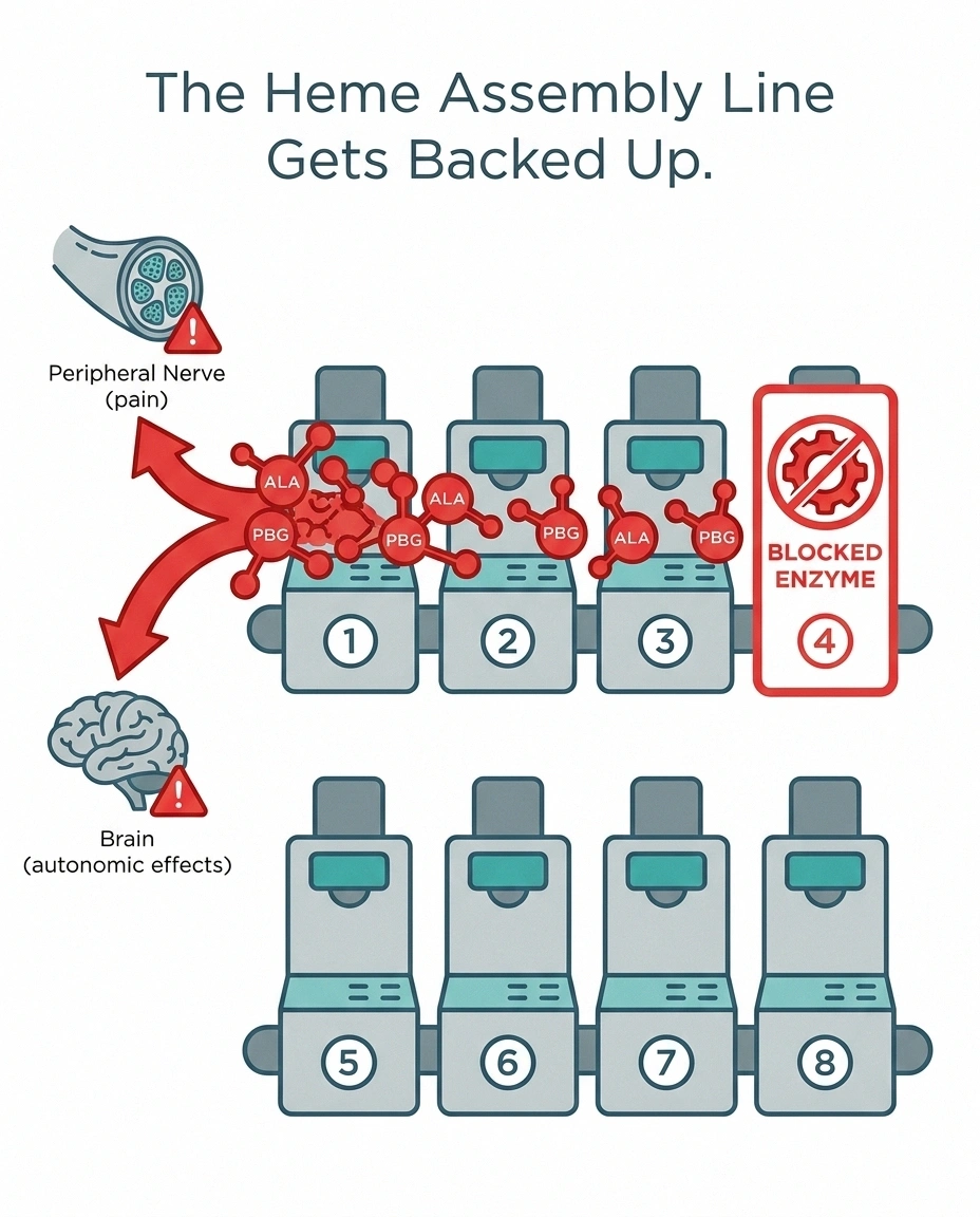 Diagram showing the heme synthesis assembly line with one enzyme blocked causing toxic ALA and PBG precursors to back up and damage peripheral nerves.
