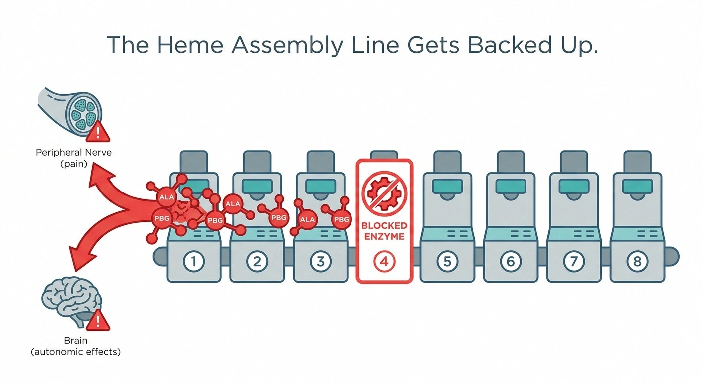 Diagram showing the heme synthesis assembly line with one enzyme blocked causing toxic ALA and PBG precursors to back up and damage peripheral nerves.