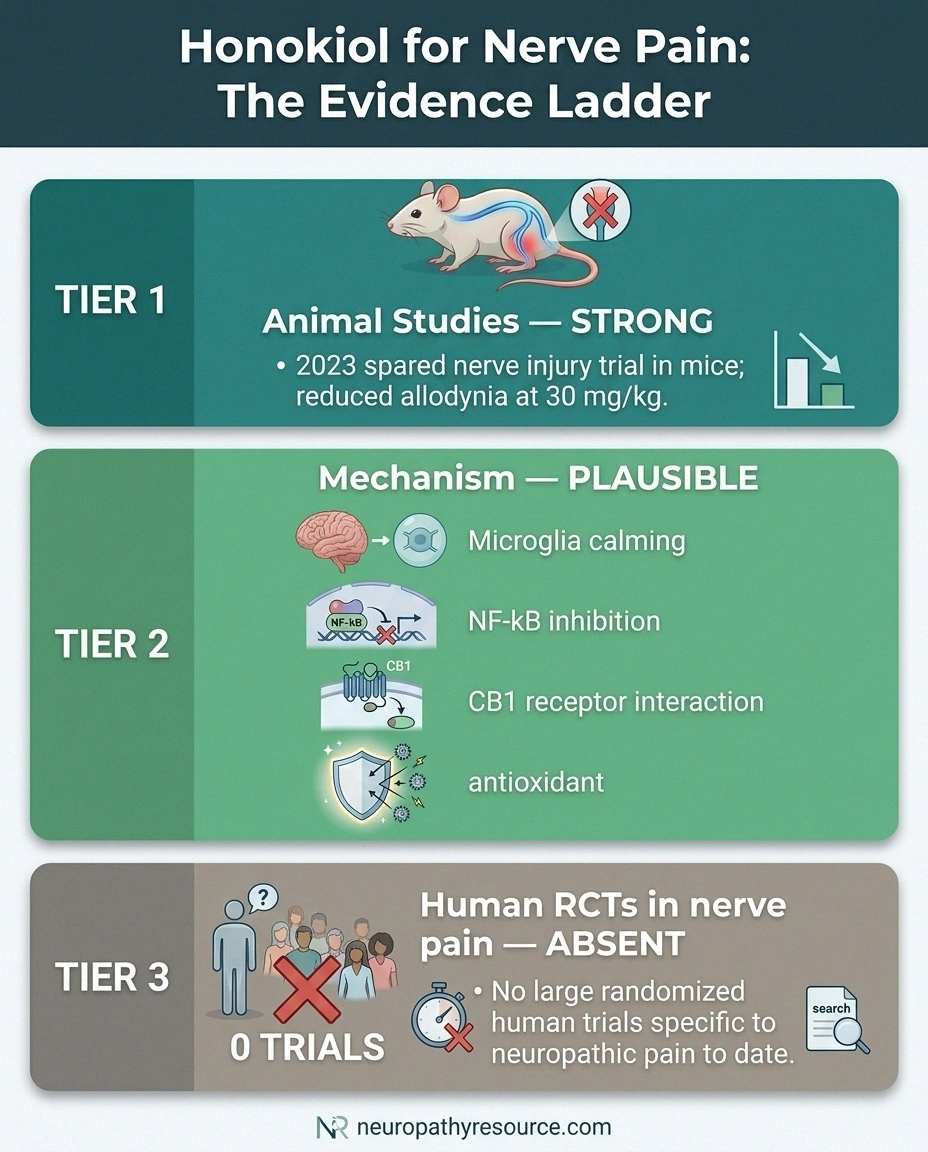 Three-tier evidence summary infographic for honokiol in neuropathy: strong animal data, plausible mechanism, no human RCTs