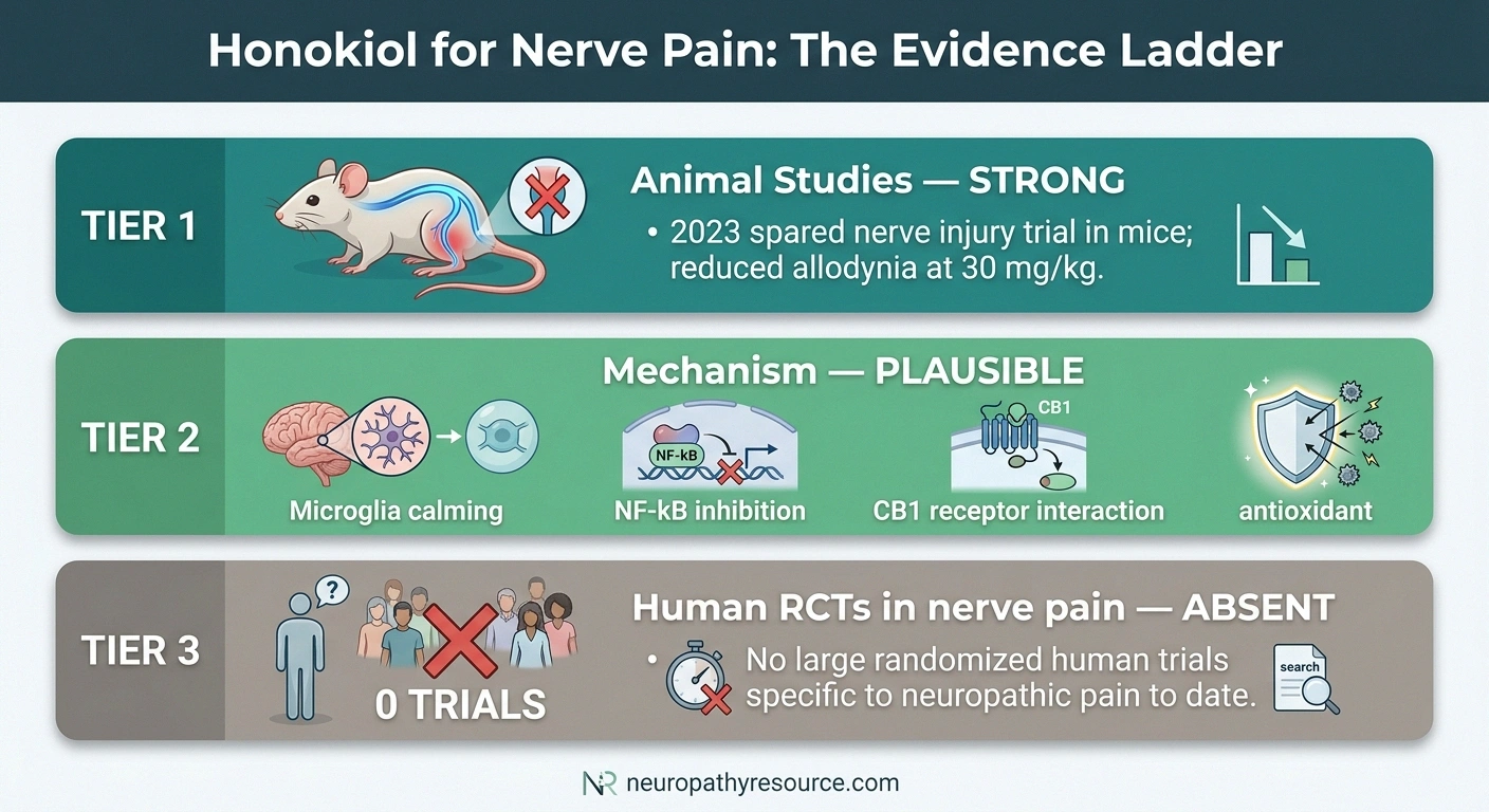 Three-tier evidence summary infographic for honokiol in neuropathy: strong animal data, plausible mechanism, no human RCTs