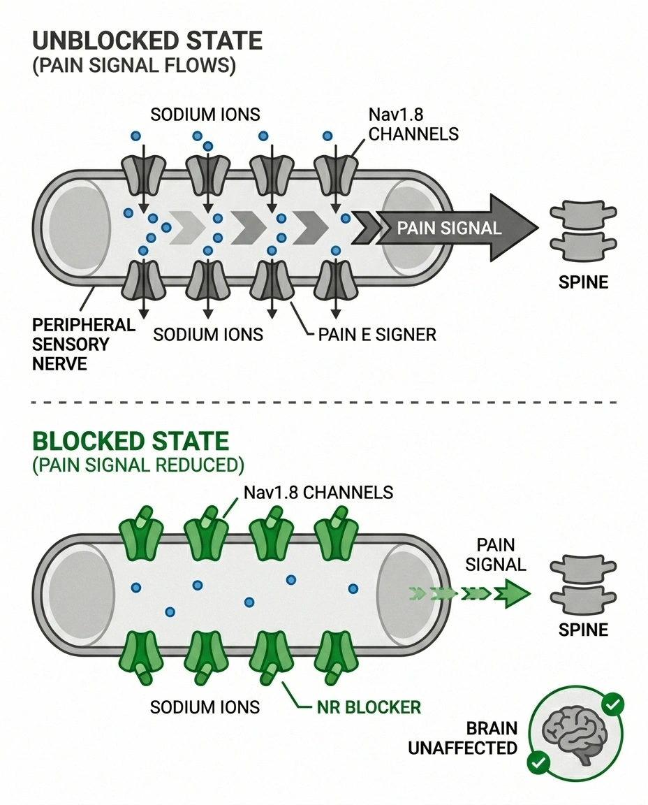 Diagram of how VX-993 blocks Nav1.8 sodium channels to reduce pain signals in peripheral nerves