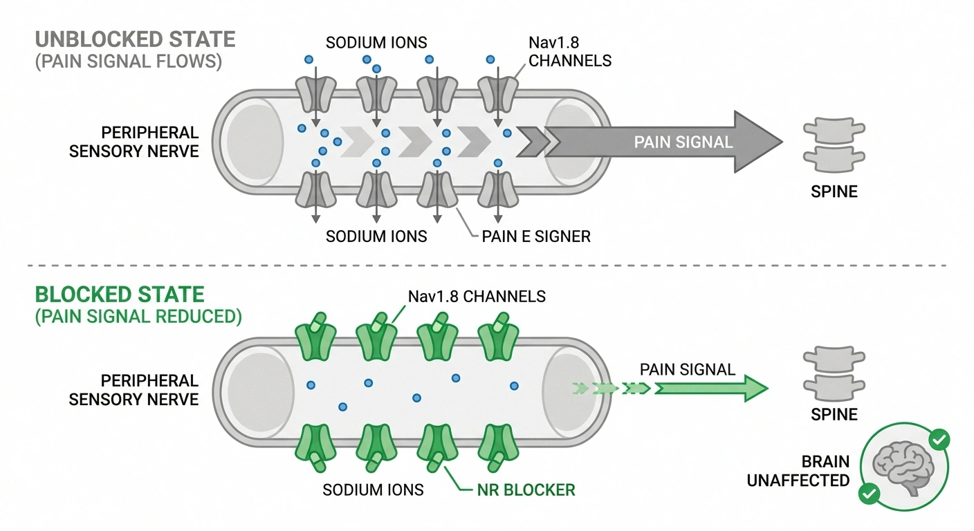 Diagram of how VX-993 blocks Nav1.8 sodium channels to reduce pain signals in peripheral nerves