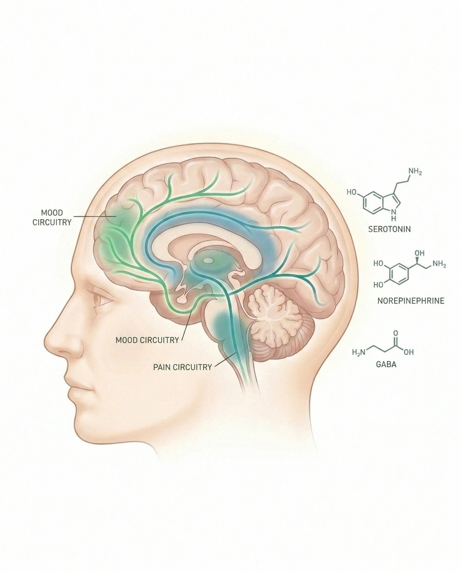 Illustrated brain showing overlapping neural pathways for pain processing and mood regulation, with shared neurotransmitters serotonin, norepinephrine, and GABA