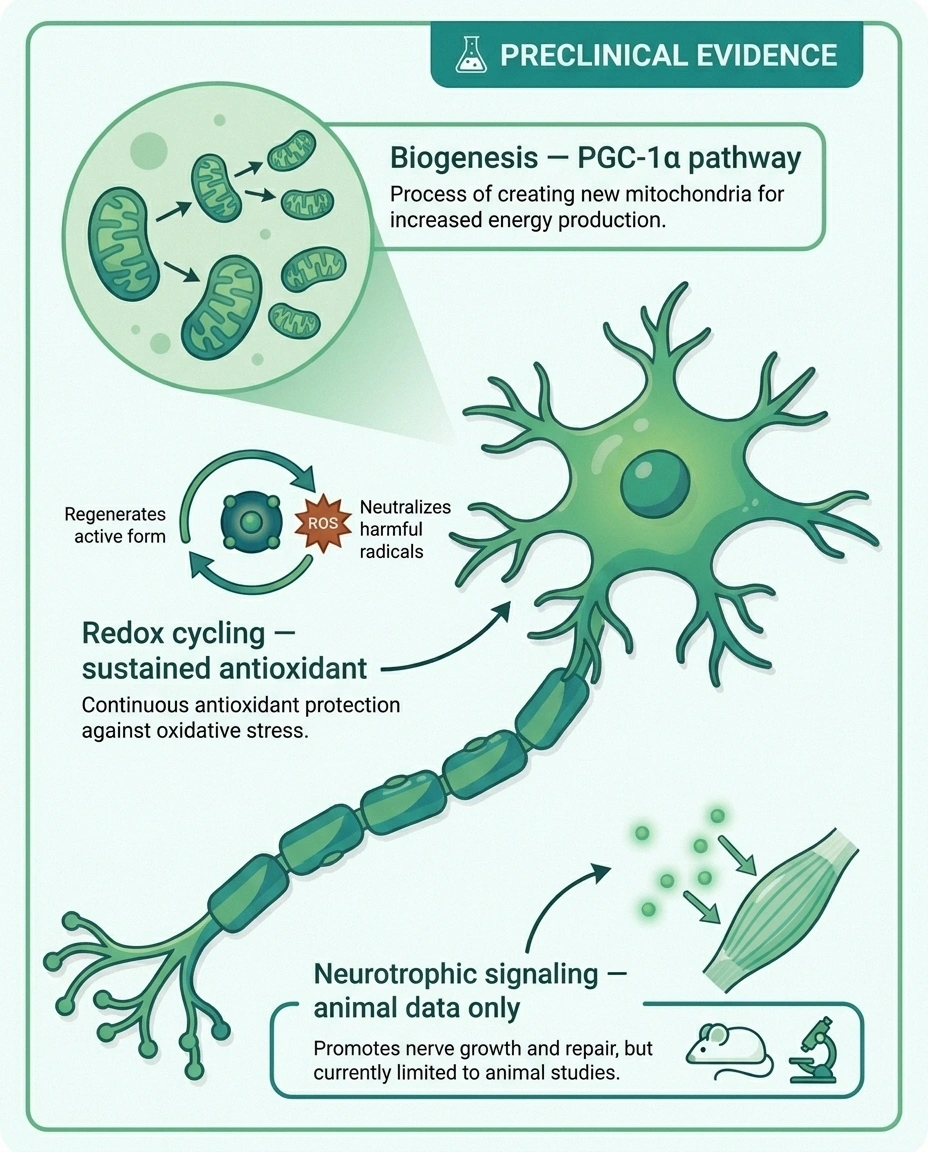 Infographic of a peripheral nerve cell showing the three proposed PQQ mechanisms: mitochondrial biogenesis, redox cycling, and neurotrophic signaling — labeled as preclinical evidence.