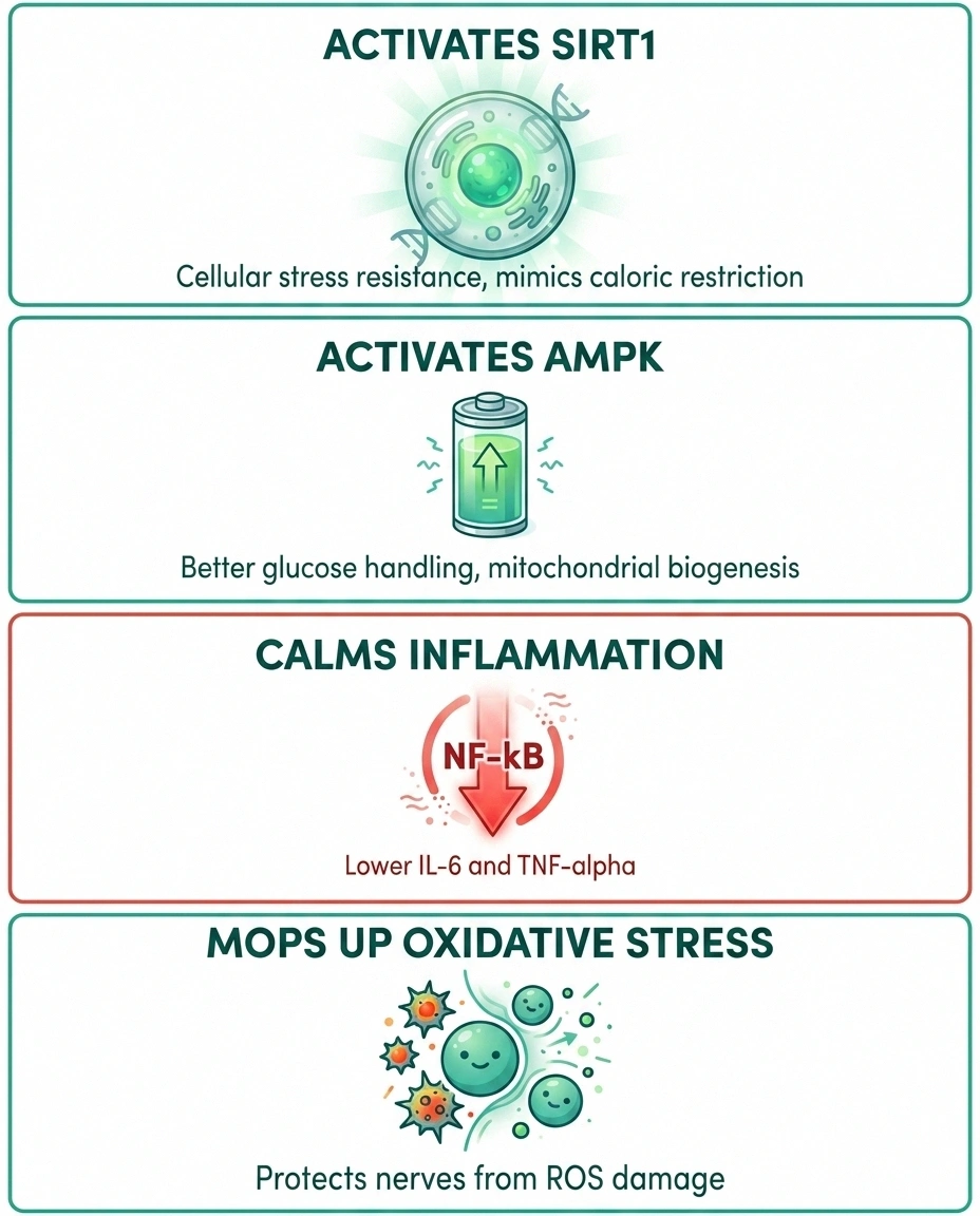 Four-quadrant diagram of resveratrol mechanisms — SIRT1, AMPK, anti-inflammatory, antioxidant