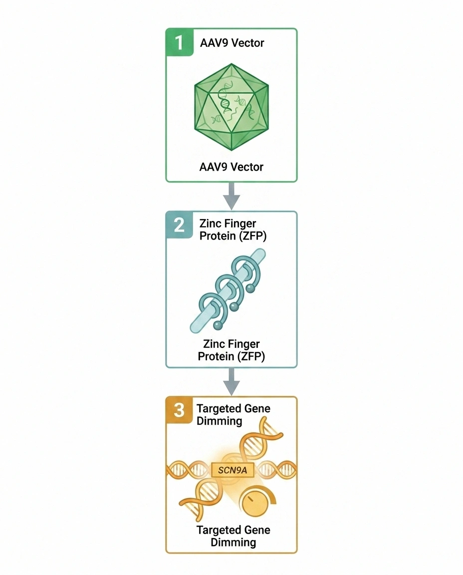 Three-layer diagram showing AAV9 virus, zinc finger repressor, and SCN9A gene target in ST-503 gene therapy
