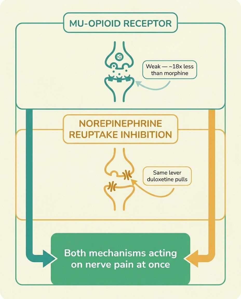 Infographic showing tapentadol's two simultaneous mechanisms — weak mu-opioid agonism and norepinephrine reuptake inhibition