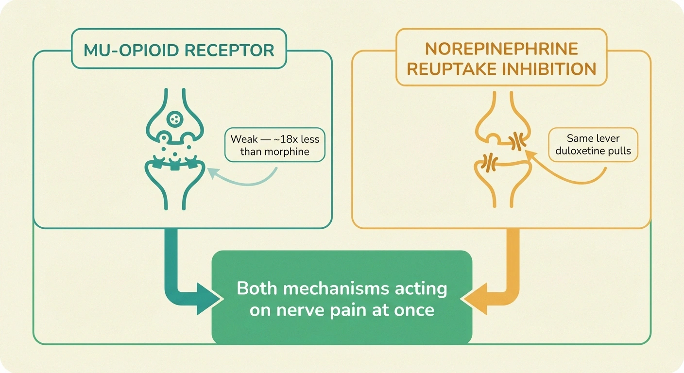 Infographic showing tapentadol's two simultaneous mechanisms — weak mu-opioid agonism and norepinephrine reuptake inhibition