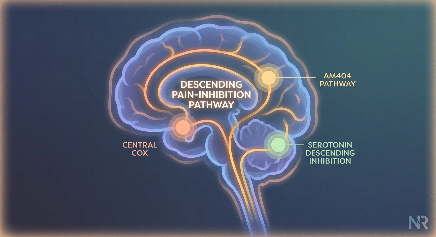 Medical illustration showing where acetaminophen acts in the brain and spinal cord to reduce pain